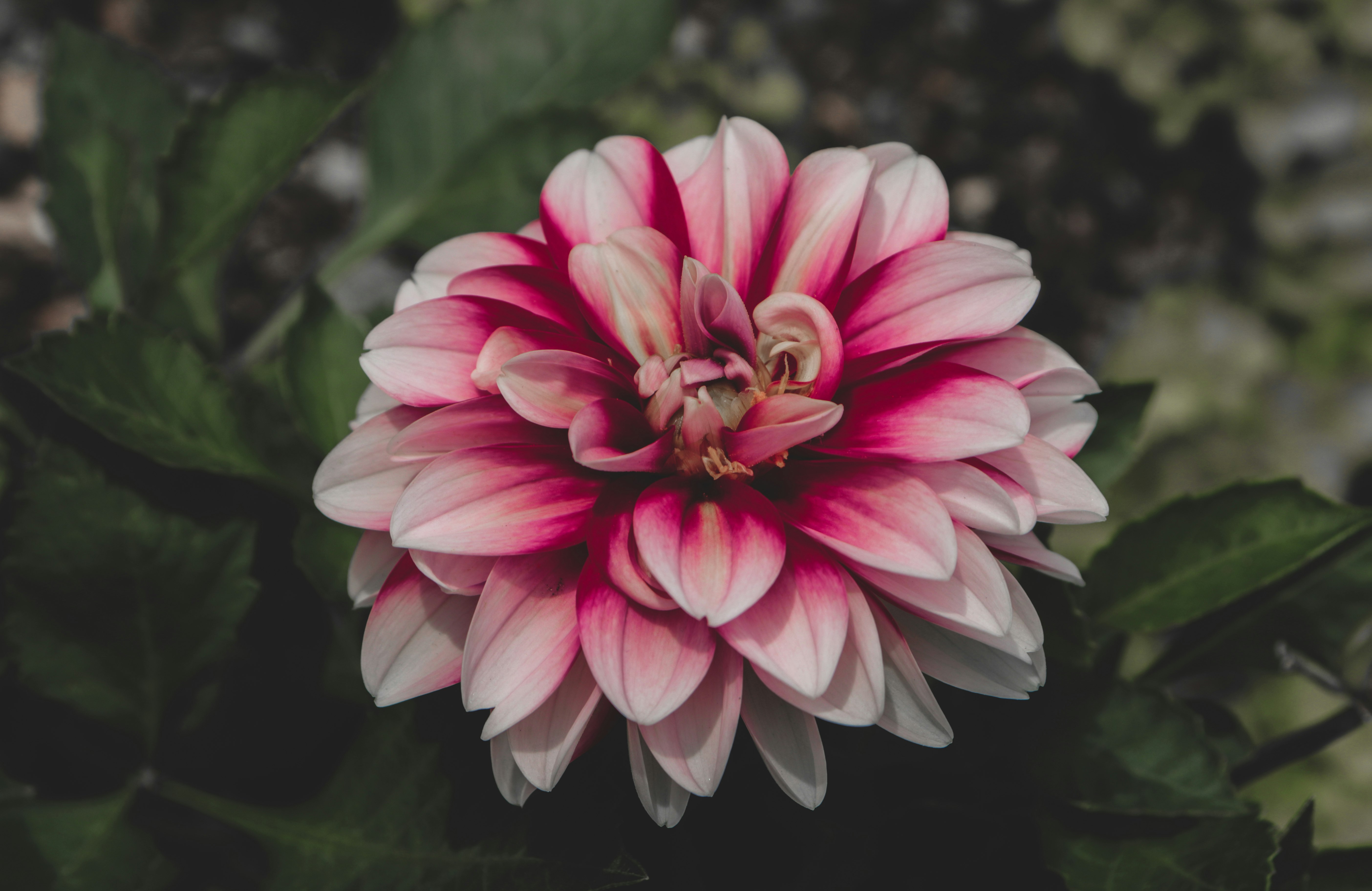 pink and white flower in tilt shift lens